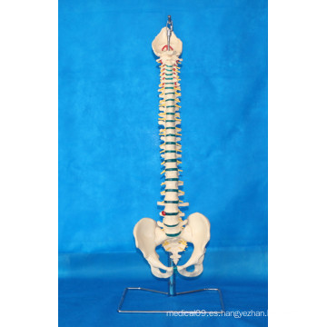 Life Size Human Flexible Spine Vertebra Modelo Médico para la Enseñanza (R020711A)